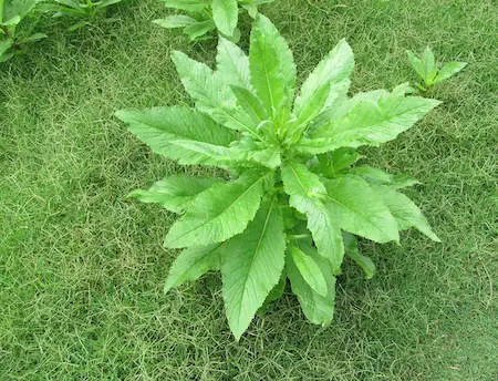 Common Weeds in Maryland  Weed Identification and Management