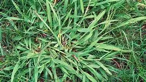 crabgrass