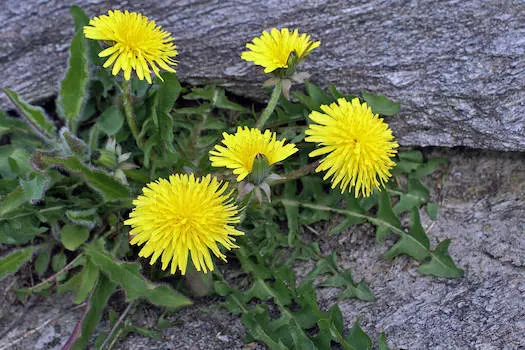 dandelions in lawn