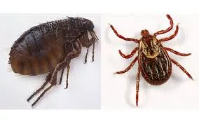 flea and tick comparison