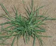 goosegrass