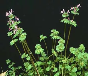 henbit