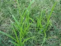 nutsedge