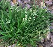 poa annua