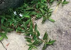 virginia buttonweed