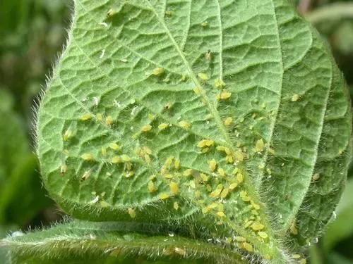 aphids