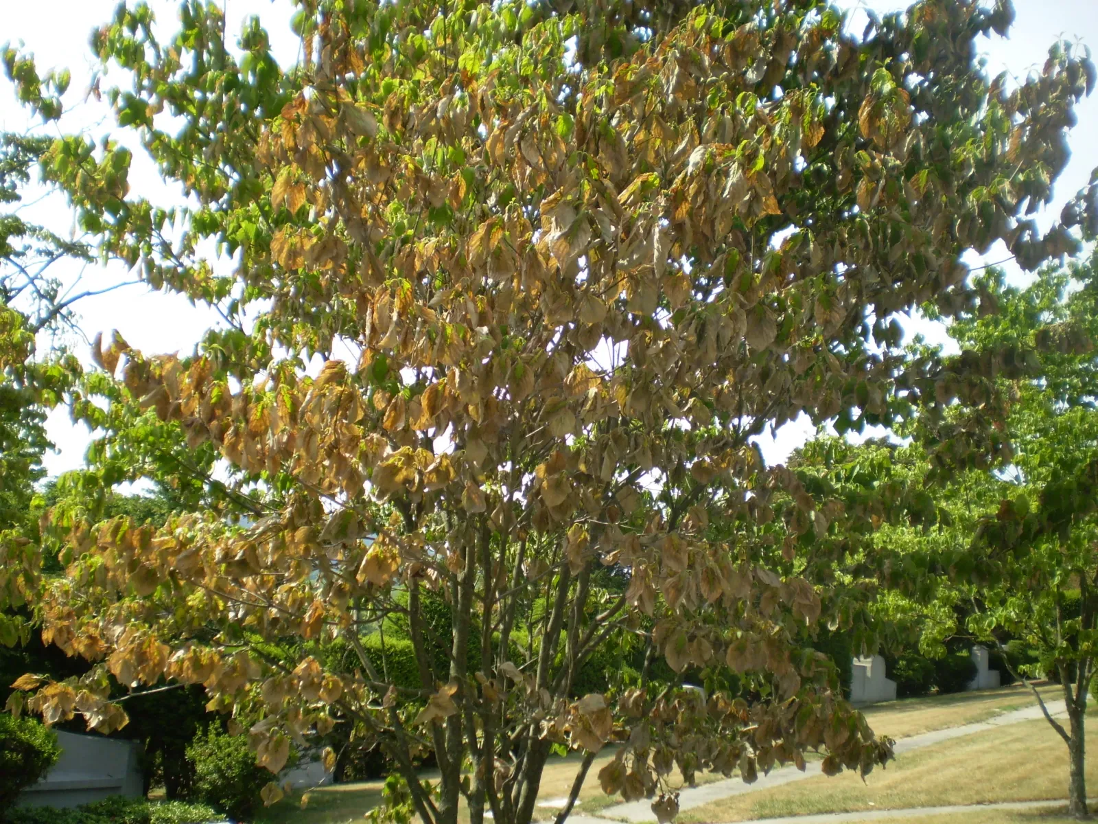 drought-stress-in-trees.