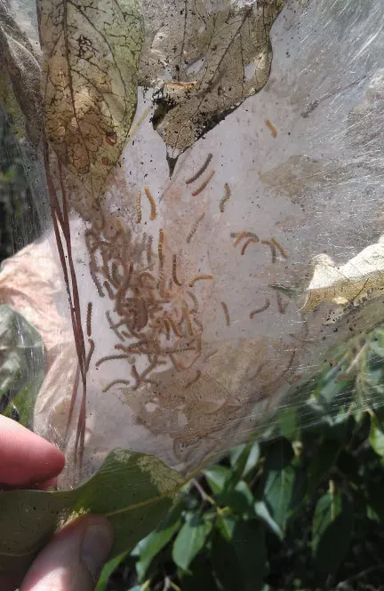 fall webworm
