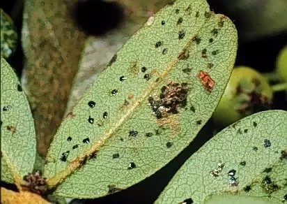 lacebugs