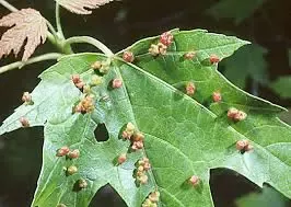 leaf-galls