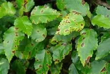 leaf-spot-shrubs