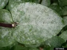powdery-mildew.