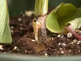 Preview Name root-rot-on-plants