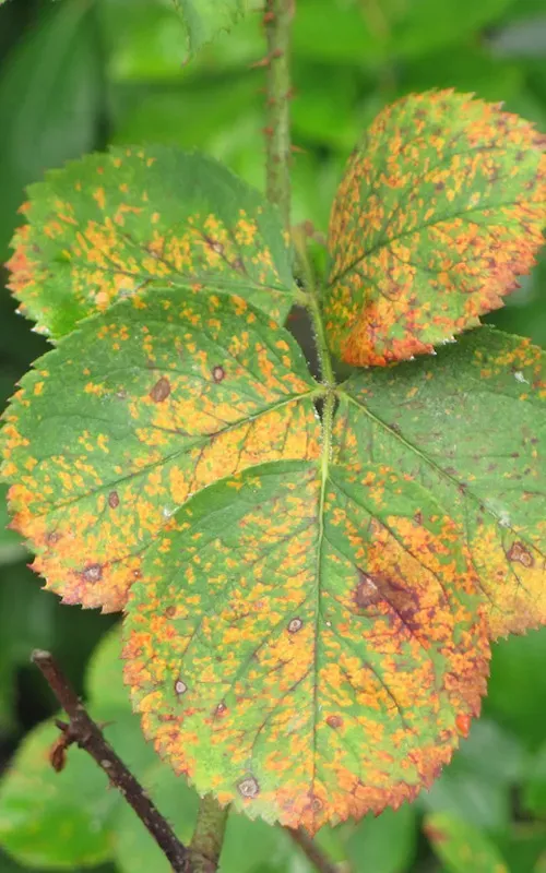 rust-on-plants