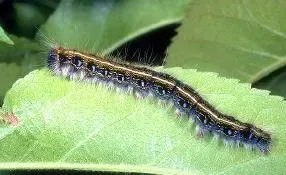 tent caterpillar