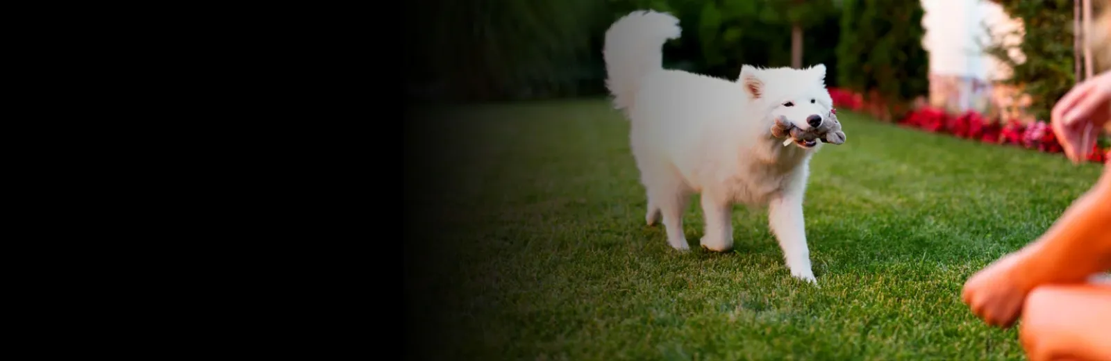 Playing with dog outside mosquito free yard