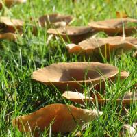 Fairy Ring Mushrooms growing in lawn