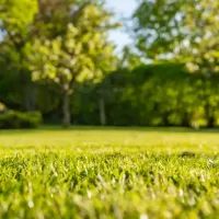 a healthy, green lawn