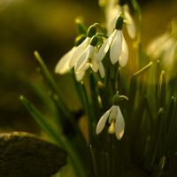 Snowdrops in Spring