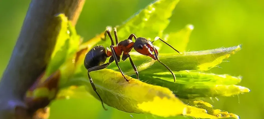 fire ant on a leaf