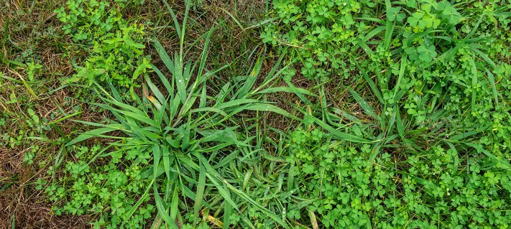 Crabgrass in Georgia