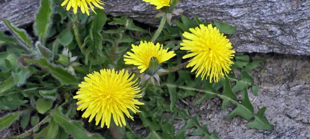 dandelions in lawn