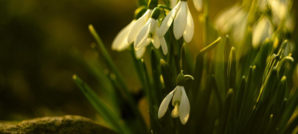 Snowdrops in Spring