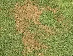 anthracnose