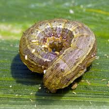 army worm