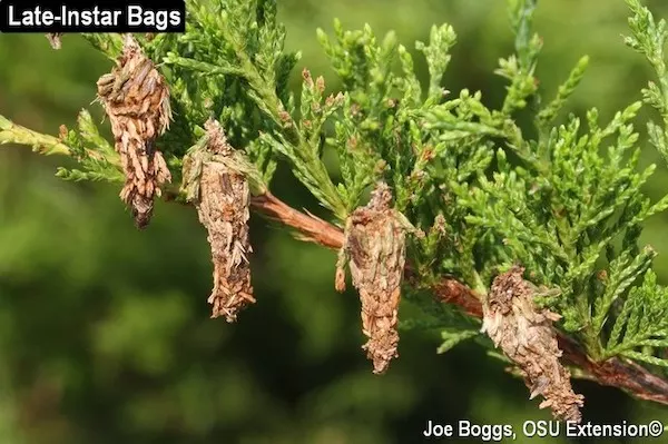 bag worms