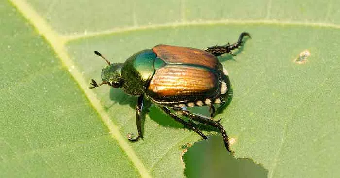 beetles