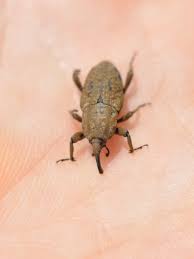 bill bug