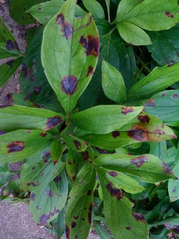 botrytis_blight_of_peony