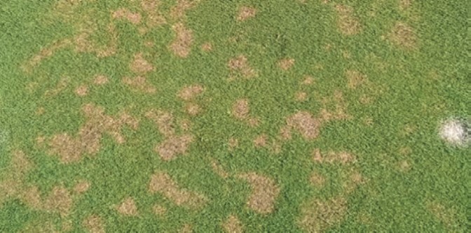 dollar spot