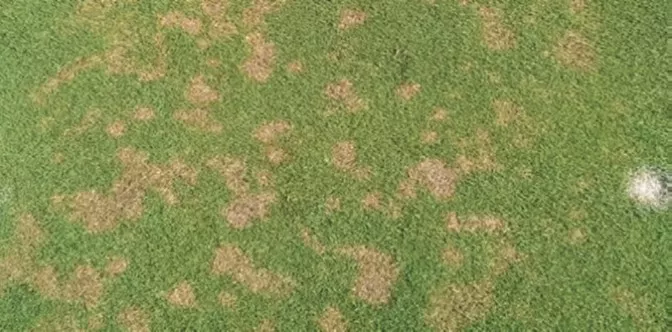 dollar spot
