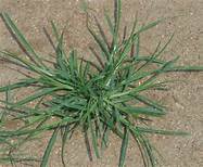 goosegrass