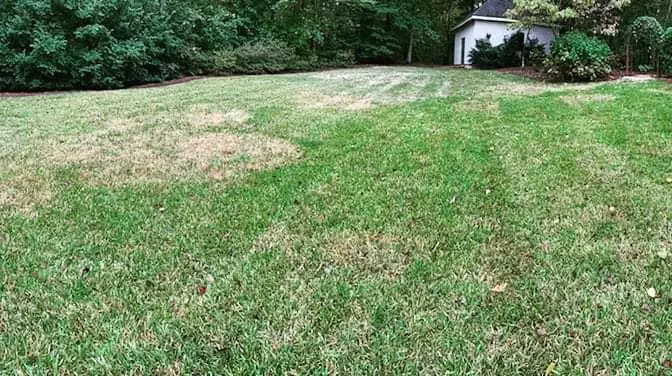 large patch fungus