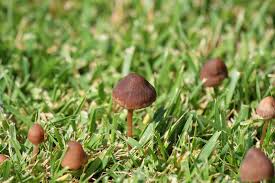 mushrooms in lawn