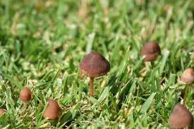 mushrooms in lawn