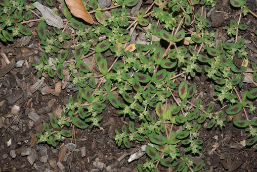 Types of Weeds in Middle Georgia | Roots Turf and Ornamental