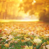 fall lawn 