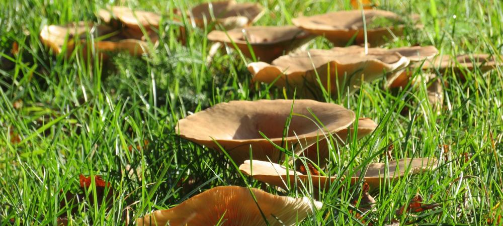 Fairy Ring Mushrooms growing in lawn