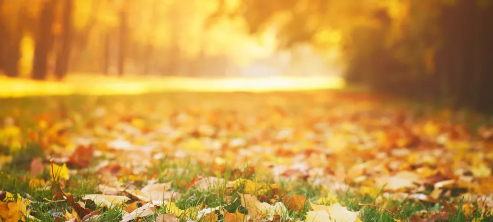 fall lawn